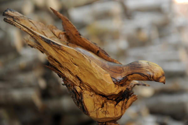 ציפור מעץ זית